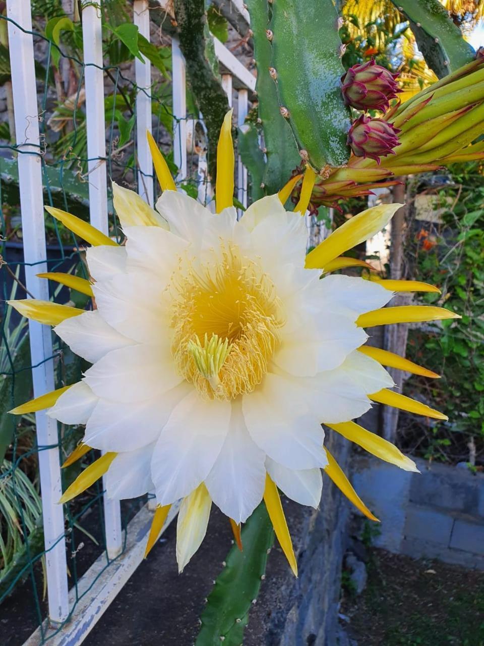 Pitaya Διαμέρισμα Claira Εξωτερικό φωτογραφία